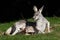 Red Kangaroo. Joey in pouch looking at mother. Cute animal meme