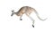 Red kangaroo jumping