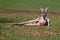 Red Kangaroo Lounging