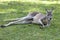 Red Kangaroo lying in the grass