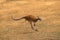 Red Kangaroo, macropus rufus, Adult running, Australia