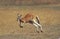 Red Kangaroo, macropus rufus, Adult running, Australia