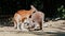 The red kangaroo, Macropus rufus is the largest of all kangaroos