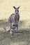 Red Kangaroo mother and joey in Australia