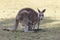 Red Kangaroo mother and joey in Australia