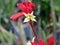 Red Kangaroo Paw, Anigozanthos `Big Red`, evergreen perennial