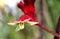 Red Kangaroo Paw, Anigozanthos `Big Red`, evergreen perennial