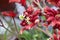 Red Kangaroo Paw, Anigozanthos `Big Red`, evergreen perennial
