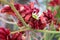 Red Kangaroo Paw, Anigozanthos `Big Red`, evergreen perennial