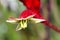 Red Kangaroo Paw, Anigozanthos `Big Red`, evergreen perennial