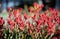 A Red Kangaroo Paw flower plant in a spring season at a botanical garden.