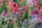 Red Kangaroo paws or Anigozanthos flowers grown at the glasshouse