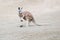 Red kangaroo in the remote empty plain.