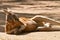 Red kangaroo resting