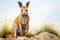 Red kangaroo sitting on a rock in the desert. Panoramic image. Generative AI Generative AI