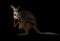 Red kangaroo standing in the dark