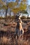 A red kangaroo standing in The Kangaroo Sanctuary. Alice Springs. Northern Territory. Australia