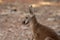 Red Kangaroo standing up in zoo, nakhonratchasima, thailand