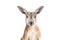 Red Kangaroo on White