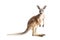 Red Kangaroo on White