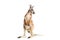 Red Kangaroo on White