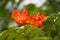 Red kapok,common bombax flower in full bloom with green leaf