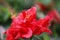 Red kapok,common bombax flower in full bloom with green leaf