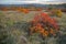 Red Karsian Smoketree