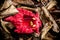 Red Kigelia Flower