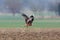 Red kite bird milvus milvus starting from agricultural ground