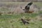 Red Kite and Buzzard in Wales, United Kingdom