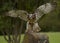 The Red Kite Feeding Station Brecon Beacons National Park Llanddeusant, Llangadog wales