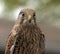 The Red Kite Feeding Station Brecon Beacons National Park Llanddeusant, Llangadog wales