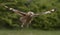 The Red Kite Feeding Station Brecon Beacons National Park Llanddeusant, Llangadog wales