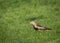 Red kite on the field
