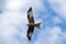 Red Kite in flight against a blue sky