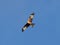 Red Kite in flight against a blue sky