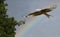 Red kite in flight against a rainbow