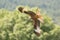 Red kite in flight, Scotland