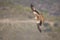 A red kite in flight in the Spanisch mountains.