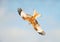 Red kite in flight with wings spread wide