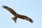 Red kite flying