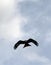 Red Kite flying portrait