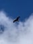 Red Kite flying portrait with clear blue sky