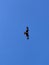 Red Kite flying portrait with clear blue sky