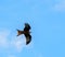 Red kite gliding