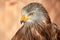 Red Kite head closeup Milvus milvus