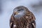 Red Kite head closeup Milvus milvus