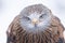 Red Kite head closeup Milvus milvus