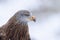 Red Kite head closeup Milvus milvus